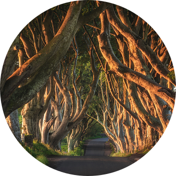 Donkere Hedges in Noord-Ierland in het ochtendlicht