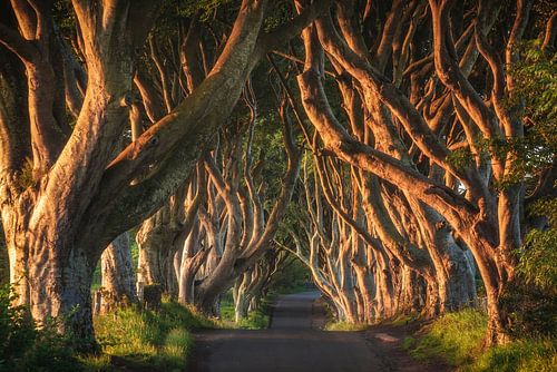 Dark Hedges in Northern Ireland in the morning light