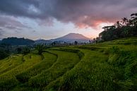 Rice fields at Volcano Gunung Agung in Sidemen by Ellis Peeters thumbnail