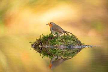 Robin spiegelt sich im Wasser wider. von Gert Hilbink