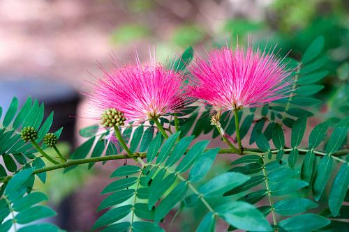 A focus on delicate blooms