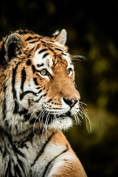 Tiger by Design Wall Arts