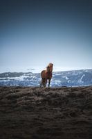Beheerste Wildernis