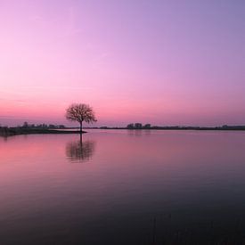 Zonsondergang bij rivier de Lek met boom op krib van Moetwil en van Dijk - Fotografie