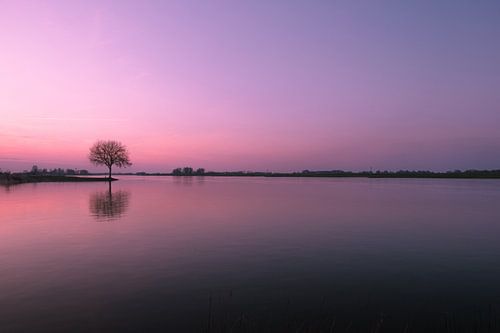 Zonsondergang bij rivier de Lek met boom op krib