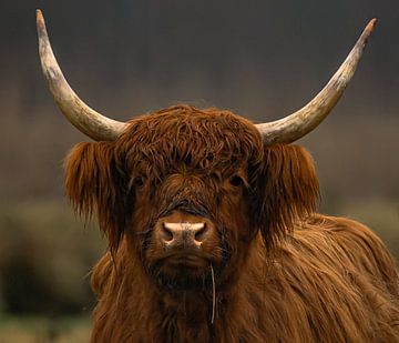 highland cow close up van Wouter Van der Zwan
