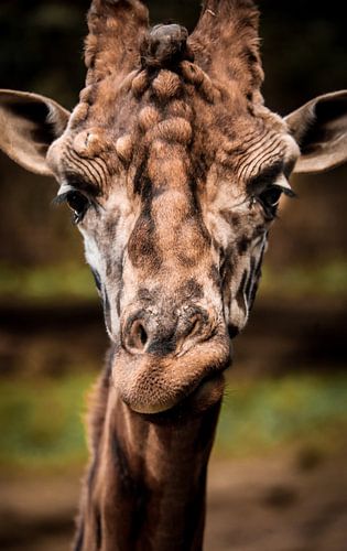 Porträt einer Giraffe