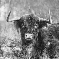 Scottish Highlander, Black/White