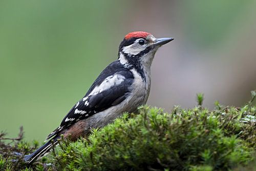 Great Spotted Woodpecker