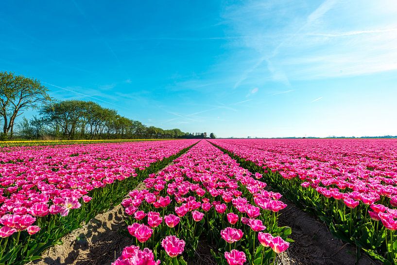 Purple tulips landscape by Ruurd Dankloff