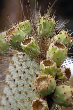 cactus closeup Galapagos van Marieke Funke