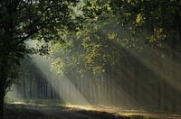 Rays of fog