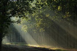 Rays of fog by Jeroen Maas
