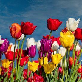 Flowering Tulips by Beeld Creaties Ed Steenhoek | Photography and Artificial Images