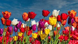 Blühende Tulpen