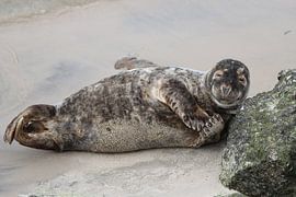 Gelukkige zeehond van Johann-Henrik Pfennig