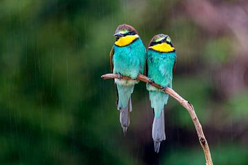 bee-eaters in the rain