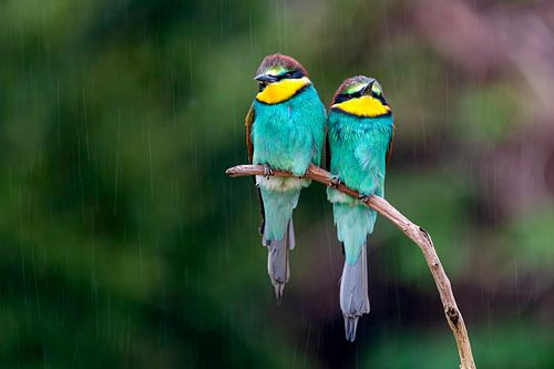 bijeneters in de regen