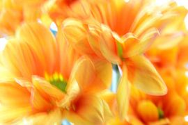 FLOWER DREAMS 15 by Miroslav Ptacek