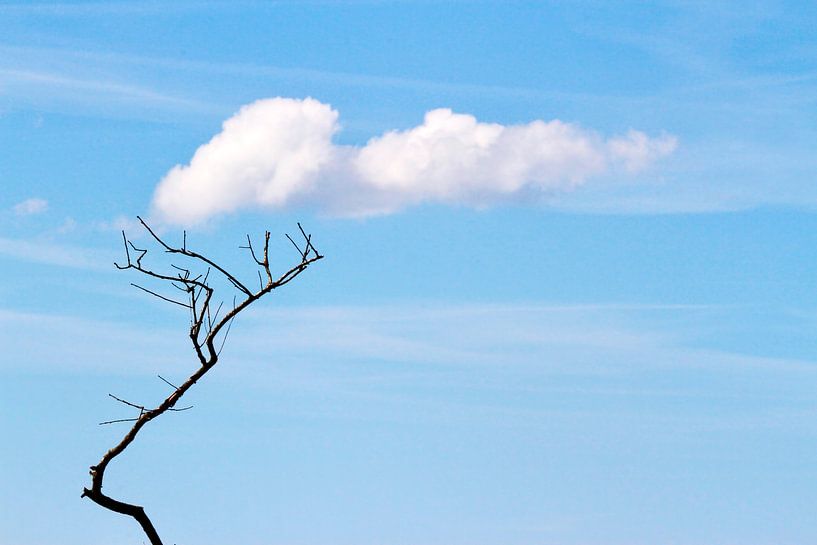 Chasing wind by Arjen Kruisman