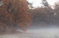 mistige herfst van Tania Perneel thumbnail