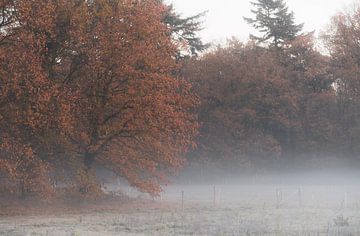 automne brumeux sur Tania Perneel