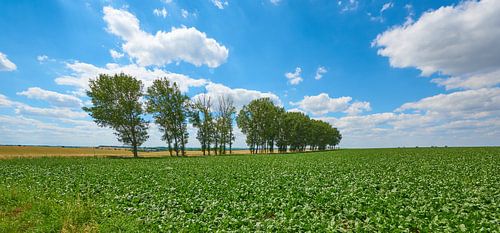 Een rij oude akkerrandbomen