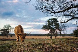 Scottish highlander on the Strabrecht heath by Maurice van de Waarsenburg