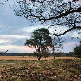 Scottish highlander on the Strabrecht heath by Maurice van de Waarsenburg