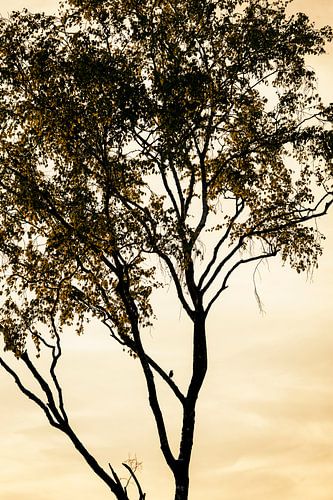 Boomkruin Vol Blad met Zingende Vogel in Stil Ochtendlicht