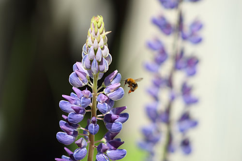 Lupine