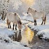 Konikpaarden bij de beek | Veluwe in Winterlicht van Trinkets NL ✪ Design Studio