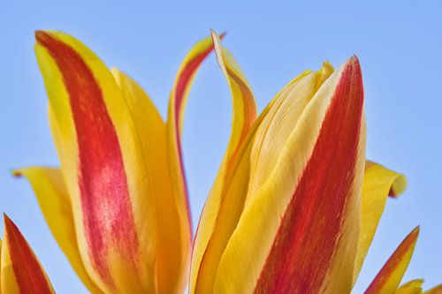 De aanraking van 2 geel rode tulpen close up