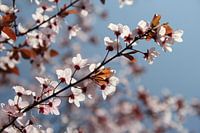 The White Blossom