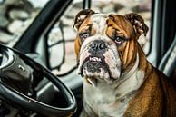 Portret van een Bulldog van Harrie Muis thumbnail