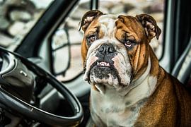 Portret van een Bulldog