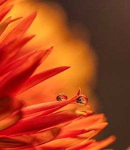 De zon en de waterdruppels