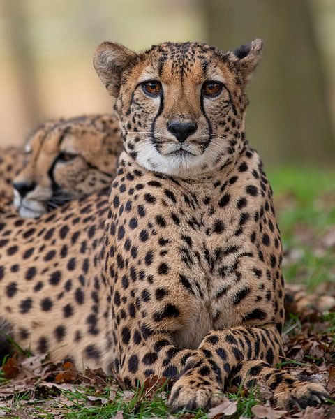 Leopard Nahaufnahme von Patrick van Bakkum