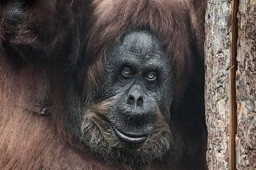 Het hoofd van een vrouwelijke orang-oetan tegen een droge boomstam geleund, een ironische glimlach K