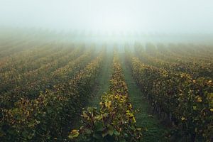 Vallée brumeuse pleine de vignobles dans la Ruwertal - Trier