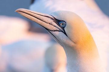 Vögel | Basstölpel Porträt bei Sonnenuntergang von Servan Ott