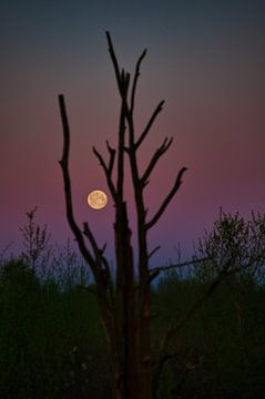 De maan schijnt door takken van een boom. van Miny'S