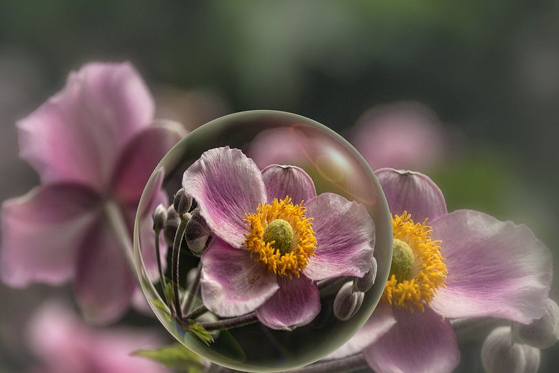 In the glass ball - autumn anemone by Christine Nöhmeier
