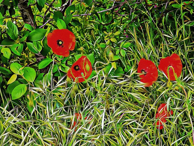 Poppy And Grass Medley by Dorothy Berry-Lound