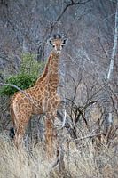 Jeune Girafe