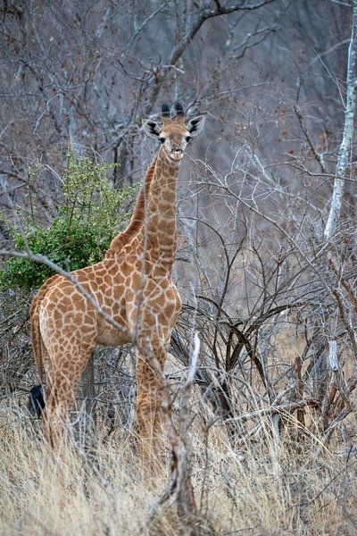 Jeune Girafe par Hans van der Steen