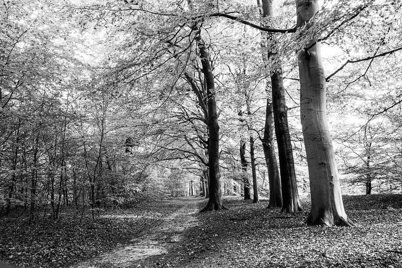 Forests by Mario Creanza