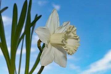 Eenzame Elegantie: De Betovering van de Spierwitte Narcis met een Helderblauwe Lucht van Remco Ditmar