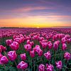 Tulpenveld tijdens zonsopkomst  in de Noordoostpolder van Fotografie Ronald