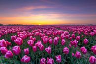 Champ de tulipes au lever du soleil dans le Noordoostpolder sur Fotografie Ronald Aperçu
